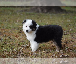 Australian Shepherd Puppy for sale in EASTON, MO, USA