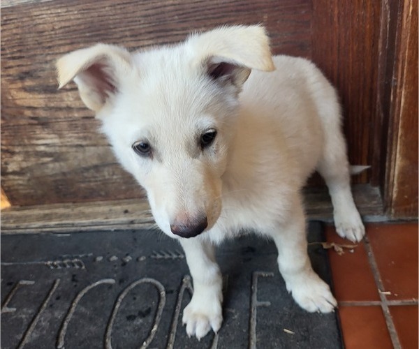 Medium Photo #1 German Shepherd Dog Puppy For Sale in COLONY, KS, USA