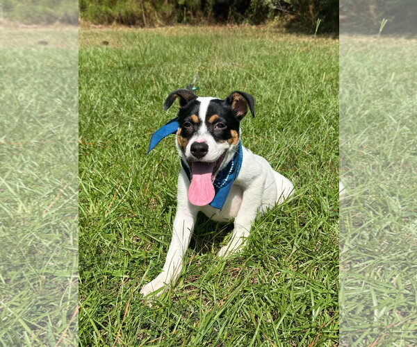 Medium Photo #3 Mutt Puppy For Sale in Shillington, PA, USA