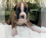 Small #6 Boxer