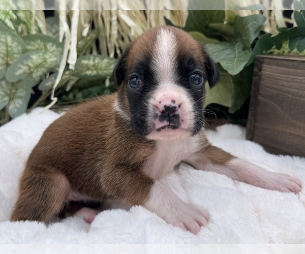 Medium Photo #10 Boxer Puppy For Sale in PAWNEE CITY, NE, USA