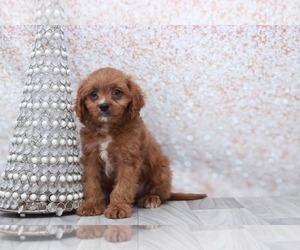 Cavapoo Puppy for sale in MARIETTA, GA, USA