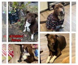 Labrador Retriever-Unknown Mix Dogs for adoption in San Antonio, TX, USA