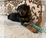 Small Photo #4 Doberman Pinscher-Unknown Mix Puppy For Sale in Buffalo, MN, USA