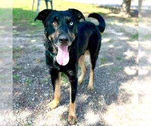 Labrador Retriever-Unknown Mix Dogs for adoption in Conroe, TX, USA