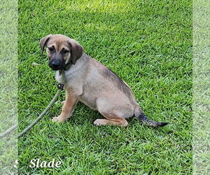 Shepradors Dogs for adoption in SHERBURNE, NY, USA
