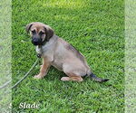 Small Photo #1 Shepradors Puppy For Sale in SHERBURNE, NY, USA