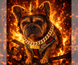 Father of the French Bulldog puppies born on 10/17/2025