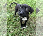 Small #5 Labrador Retriever Mix