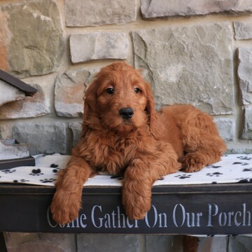 Medium Photo #1 Goldendoodle Puppy For Sale in GAP, PA, USA