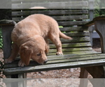 Small #2 Golden Retriever