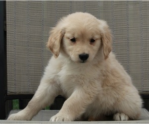Golden Retriever Puppy for sale in FREDERICKSBURG, OH, USA