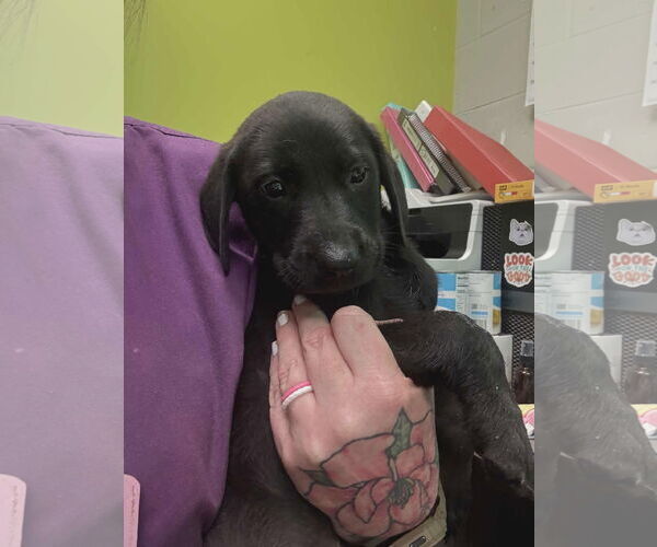 Medium Photo #4 Labrador Retriever-Unknown Mix Puppy For Sale in SHERBURNE, NY, USA