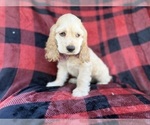 Small #1 Cocker Spaniel