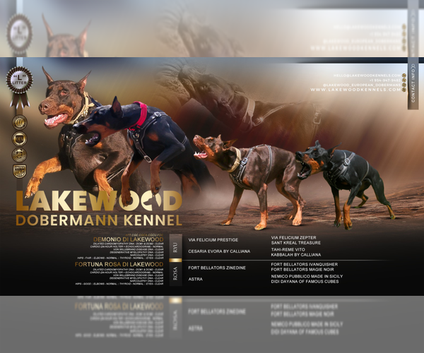 Medium Photo #1 Doberman Pinscher Puppy For Sale in FORT LAUDERDALE, FL, USA