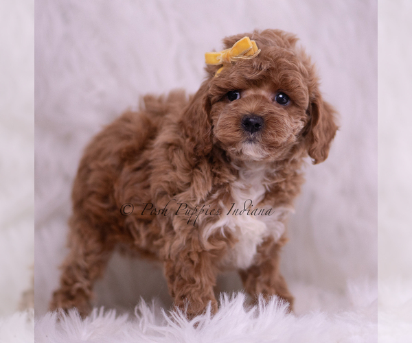 Medium Photo #97 Poodle (Toy) Puppy For Sale in WARSAW, IN, USA