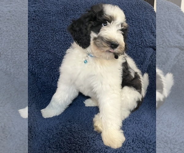 Medium Photo #37 Bernedoodle Puppy For Sale in CLEVELAND, TN, USA