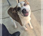 Small Staffordshire Bull Terrier Mix