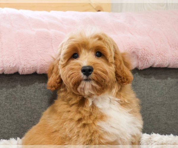 Medium Photo #3 Goldendoodle mix (+ Poodle Miniature) Puppy For Sale in SYRACUSE, IN, USA