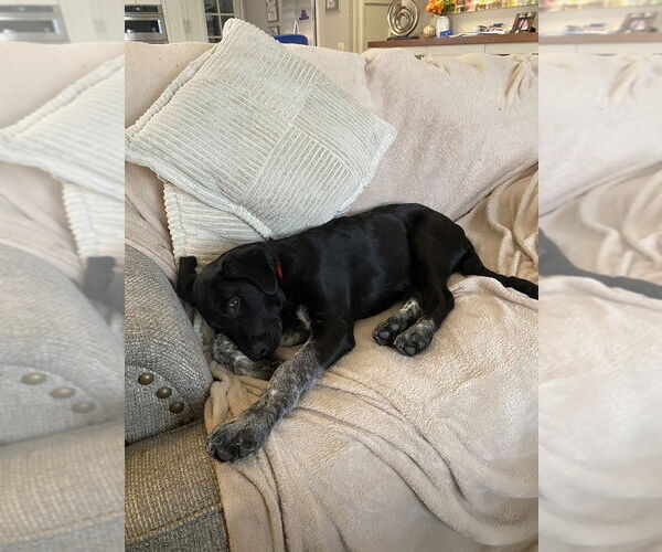 Medium Photo #3 Labrenees Puppy For Sale in Dana Point, CA, USA