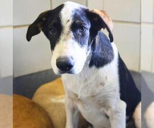 American Staffordshire Terrier-Unknown Mix Dogs for adoption in San Antonio, TX, USA