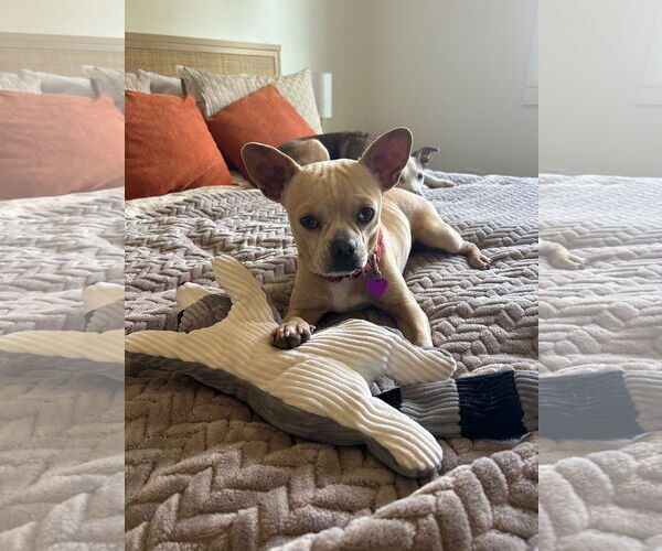 Medium Photo #1 French Bulldog-Unknown Mix Puppy For Sale in Aurora, CO, USA