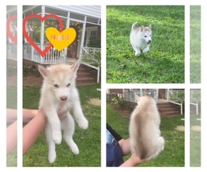 Siberian Husky Puppy for sale in WINTERVILLE, NC, USA
