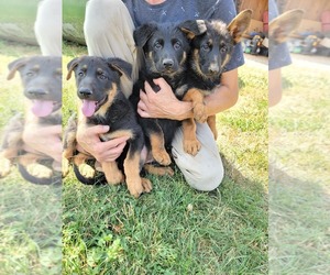 German Shepherd Dog Puppy for sale in MOUNT PLEASANT, NC, USA