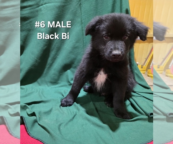 Medium Photo #2 Australian Shepherd Puppy For Sale in CLARKSVILLE, TX, USA