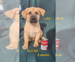 Small #8 German Shepherd Dog-Great Pyrenees Mix
