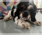 Small Cocker Spaniel