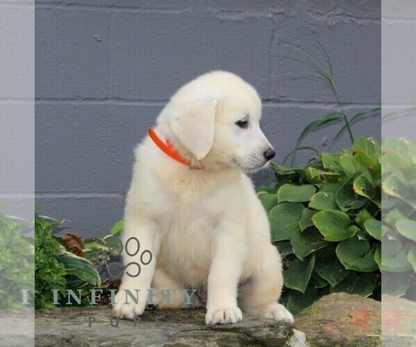 Medium Photo #6 English Cream Golden Retriever Puppy For Sale in CHRISTIANA, PA, USA