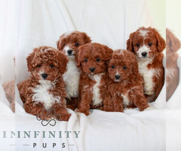 Medium Photo #2 Cavapoo (Miniature) Puppy For Sale in LITITZ, PA, USA