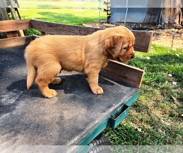Medium Photo #3 Golden Retriever Puppy For Sale in LEON, KS, USA