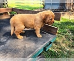 Small #2 Golden Retriever