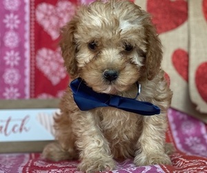 Cavapoo Puppy for sale in LANCASTER, PA, USA