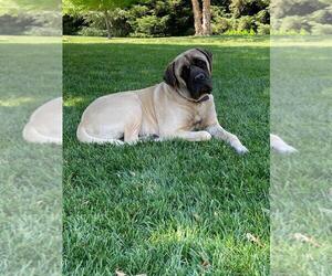 Mastiff Dogs for adoption in ARTOIS, CA, USA