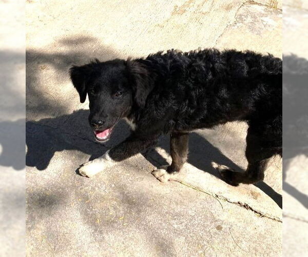 Medium Photo #2 Labrador Retriever-Unknown Mix Puppy For Sale in Calgary, Alberta, Canada