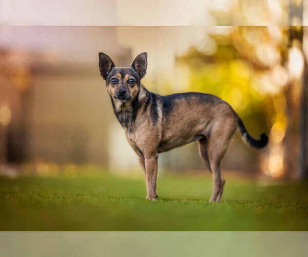 Medium Photo #3 Chihuahua Puppy For Sale in Key Largo, FL, USA