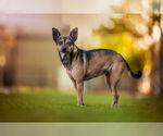 Small #2 Chihuahua