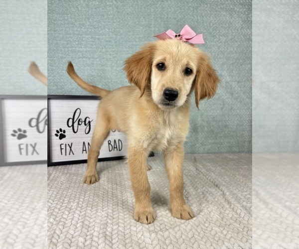Medium Photo #3 Golden Retriever Puppy For Sale in FRANKLIN, IN, USA