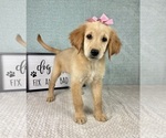 Small #2 Golden Retriever