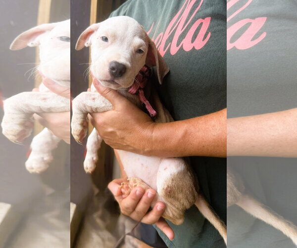 Medium Photo #1 Mutt Puppy For Sale in Jackson, MS, USA