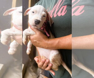 Mutt Dogs for adoption in Jackson, MS, USA