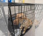 *GOLDPAWS - Male Australian Kelpie-Carolina Dog Mix Dog for Adoption - Small photo