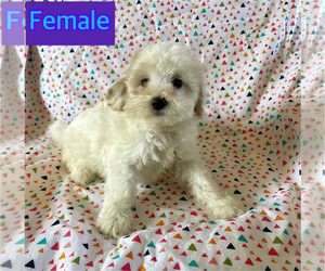 Maltipoo Puppy for sale in AMSTERDAM, MO, USA