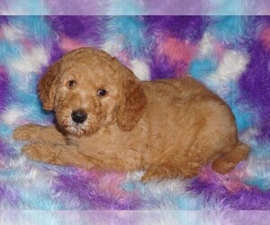 Miniature Labradoodle Puppy for sale in LA HABRA, CA, USA
