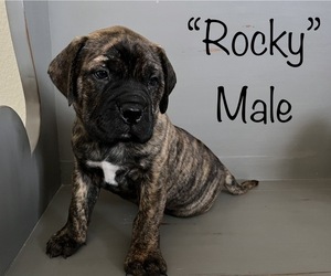 Bullmastiff Puppy for sale in SHOSHONE, ID, USA