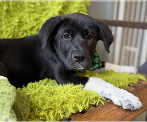 Great Pyredane Dogs for adoption in Warrenton, VA, USA