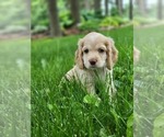 Puppy Kodie Cocker Spaniel